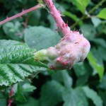 Bramble Gall caused by gall wasp, Diastophus rubi (thanks to Malcom Storey for identification).