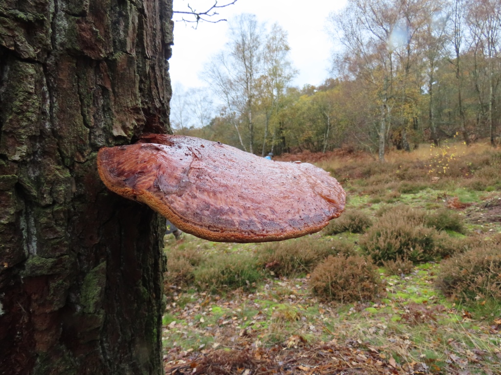 Fungi at Padworth Common - 18 November 2023