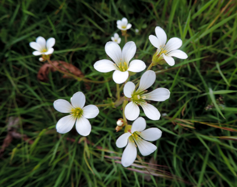 Meadow Saxifrage