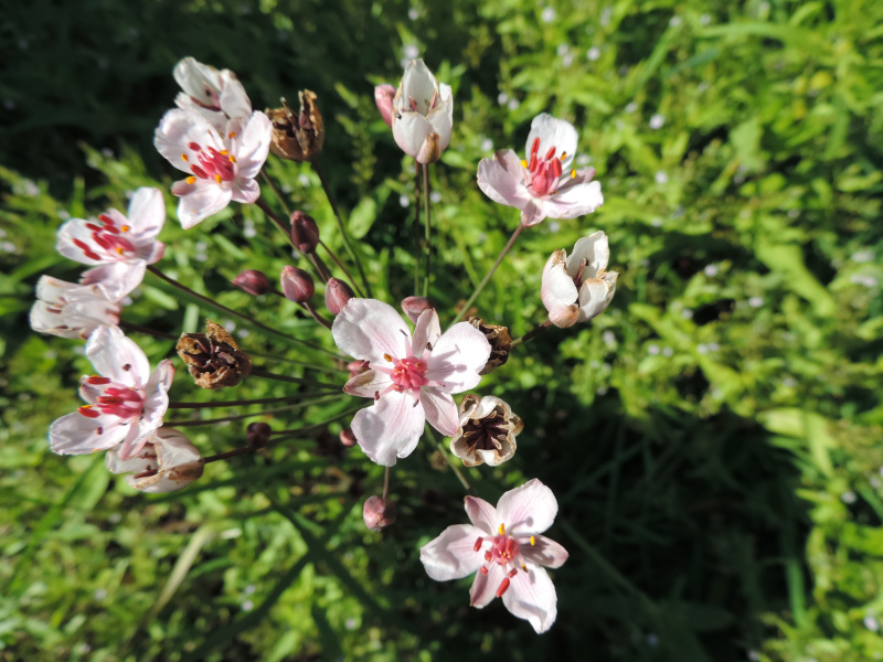 Flowering Rush