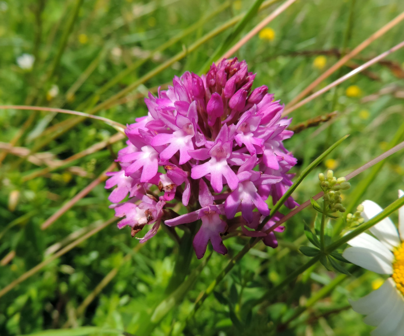 Pyramidal Orchid