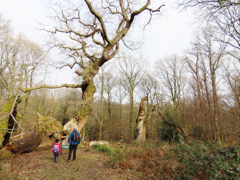 Savernake Forest - 19th February 2025