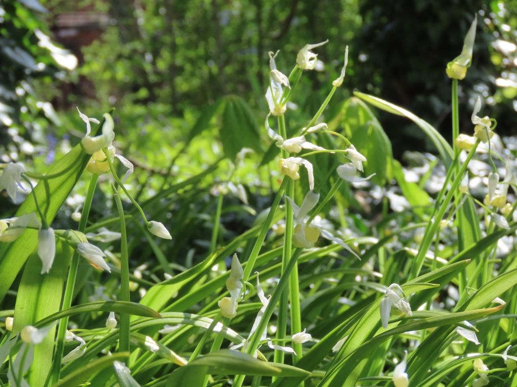 Pinkneys Green - 9th April 2025