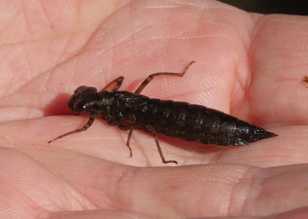 Withymead Pond Dipping - 12th April 2025