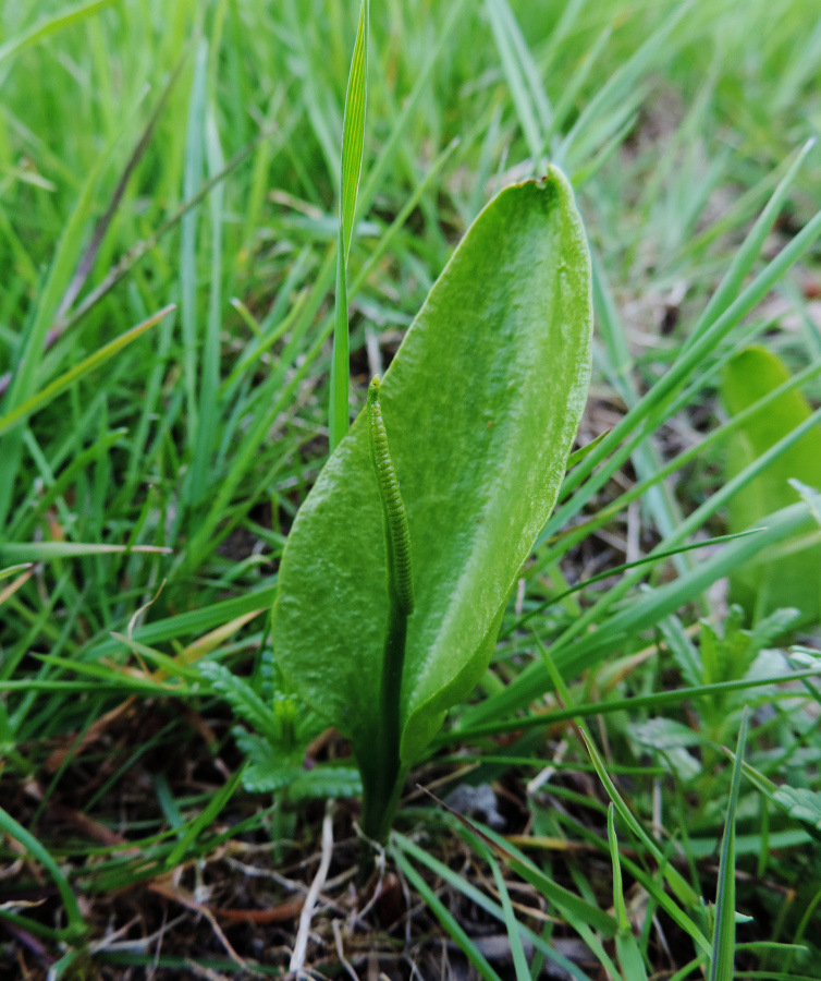 Adder's Tongue fern