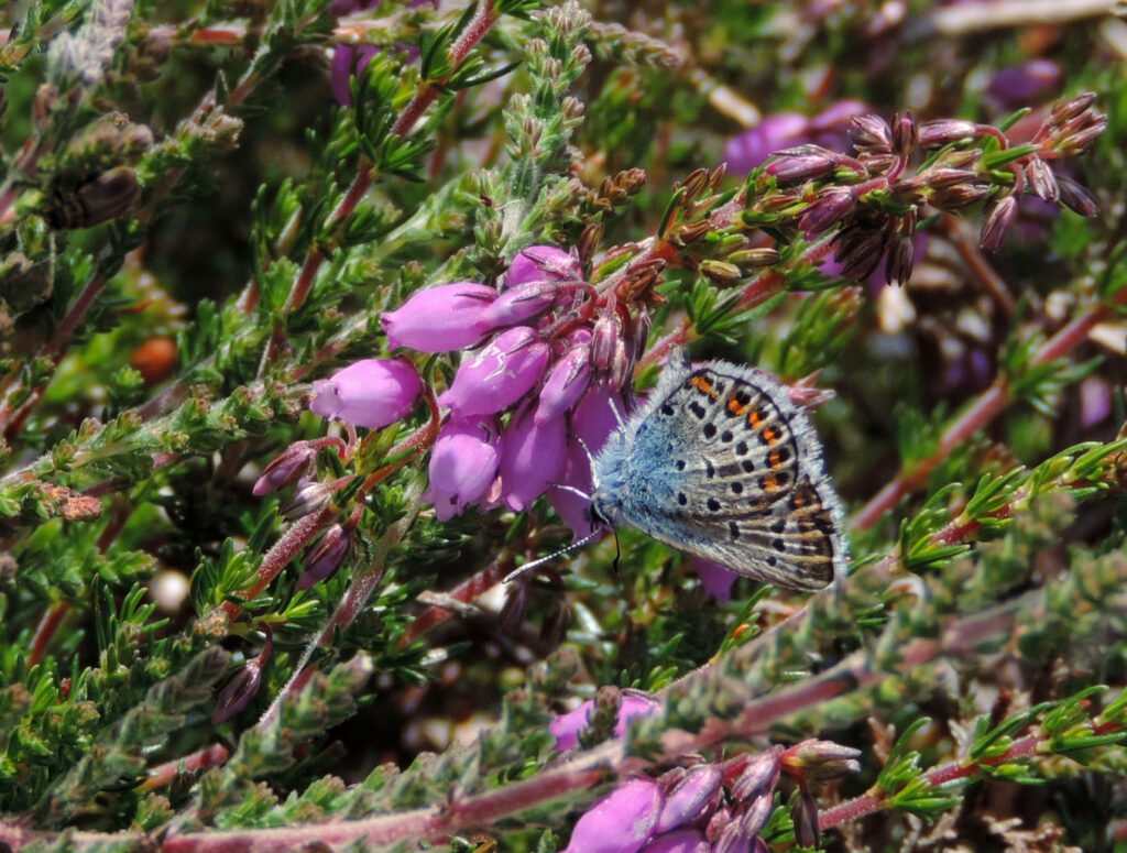 Silver studded blue butterfly
