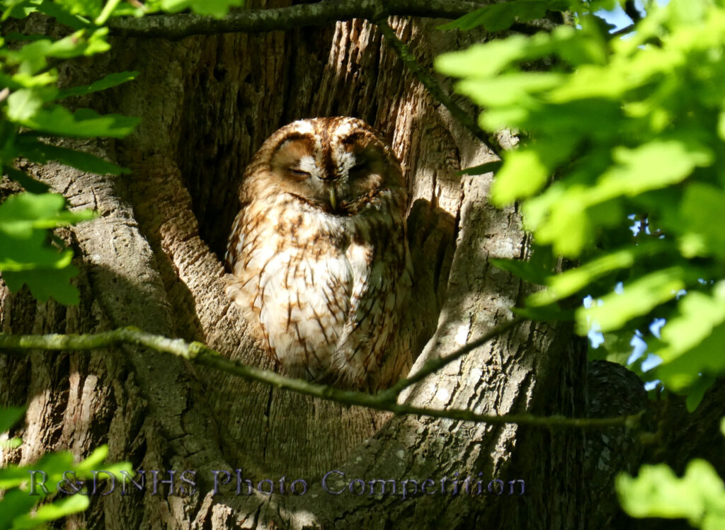 Tawny owl