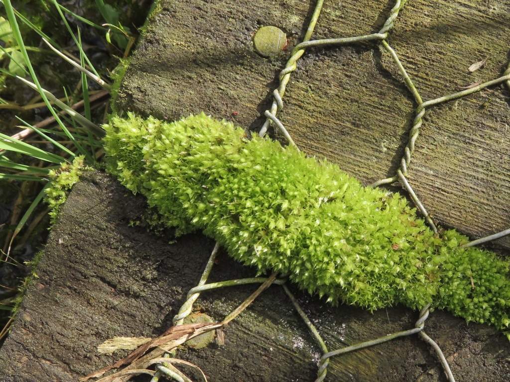 Mosses at Withymead - 23 March 2042
