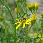 Hoverfly on  Corn Sow Thistle