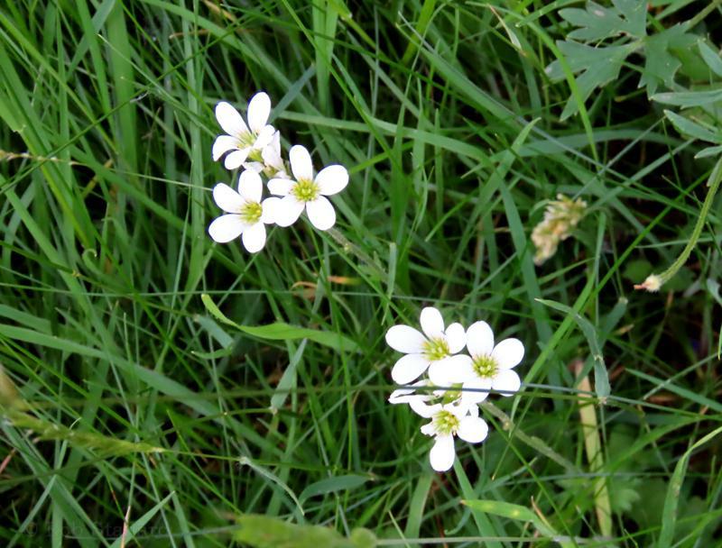Bucklebury - 21st May 2025