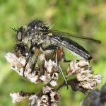 Leptogaster brevirostris, an unusual grassland robber fly