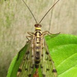 Panorpa germanica (a scorpion fly)
