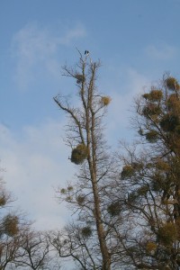 Ravens in the Tree