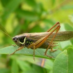 Roesel's bushcricket, photographed at Hartslock nature reserve