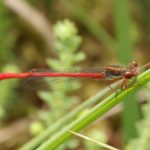 Small Red Damselfly Ceriagrion tenellum